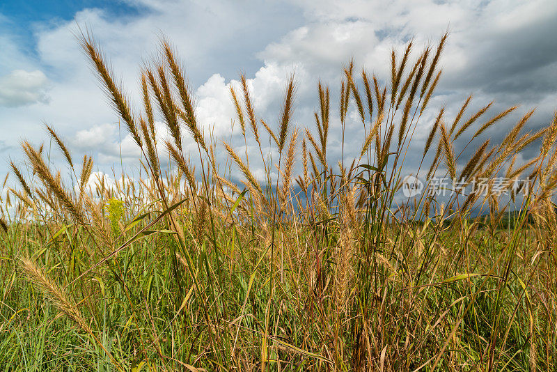 加拿大野生黑麦(Elymus canadensis)，切罗基草原，AR